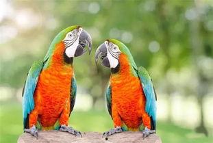 搞笑鹦鹉爆料视频下载大全,笑料百出，欢乐无限